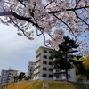 枚方市　香里団地の桜とスターハウス