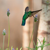 ラベンダーの小さな花の蜜を吸うハチドリ