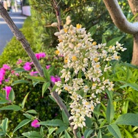 南天の花