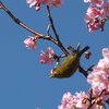 メジロ、河津桜の蜜を食らう