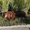 カエルファインダー犬とチョコレートガエル