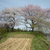 黒木の石造三層塔の丘の桜