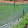 豪雨の後　網に絡まったアイガモたち