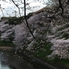 満開の千鳥ヶ淵の桜　武道館をバックに見ながら。