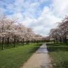 ボス公園の桜、そろそろ見頃です。