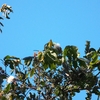 ズアカアメリカムシクイ Nashville Warbler