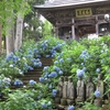 なんと1万本！？鮮やかな青色が楽しめる飯山市のアジサイ寺！
