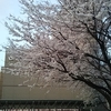 金沢駅は桜が満開ですね。