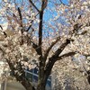 今週のお題「桜」