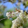 🌸桜と新緑の新宿御苑🍃