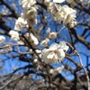 【ブログ短編集⑦】セロトニンで1日を左右される、腑に落ちない日々。それと、梅の花がすてき。