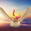 【ポケモンGO】実装間近！ 新たなメガシンカ「メガピジョット」の強さ解説！！