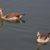 エジプトガン(Egyptian Goose)など