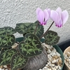 まだ咲いています　グラエカム