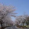また桜の季節