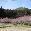 久しぶりの外出・・・梅の花見