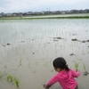 田植え体験