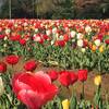 咲いた咲いたチューリップの花が