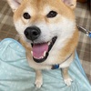 柴犬 ラミくん Twitterあります！