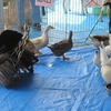 ふれあい動物園by若葉けやきモール（東京都立川市）