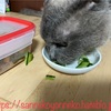 胡瓜と猫：意外な関係 猫が胡瓜を食べても大丈夫？我が家の猫は、胡瓜が大好物な模様