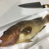 ぷりぷりのロックフィッシュ！安いがうまい【キアラ（アオハタ）を捌いて食べる】