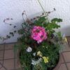 12／6 寄せ植え鉢の植替え：1回め