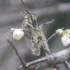 早くも梅が開花