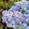 庭の紫陽花・成長記録