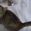大雪の中、猫とお散歩！？【猫動画】【猫画像】【＆最近やったゲームのこと】