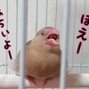 夫と文鳥だんごの立ち位置。