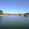 早春の宮島池公園＆河津桜の開花