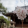 桜満開の東海道　関宿まで