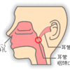 耳が響くの何故？