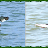 ３カ所　めぐりの鳥達