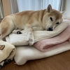 豪雨によりNO散歩