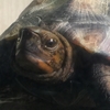 ニホンイシガメのチャームポイントは