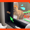 窓を開けようとする猫はこちらです。猫の手がとってもかわいい。A cat trying to open a window.