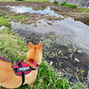 田んぼから水が消えた・・