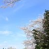 雨上がりの桜