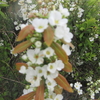 花守り・桜狩り