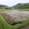 機械植えは終わったが…