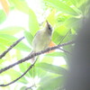 油断していたら・・・(大阪城野鳥探鳥 2018/06/23 4:30-8:05)