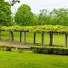 天久保公園の藤～つくば市とその周辺の風景写真案内（３９９）