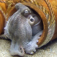 堤防タコ釣りの安心できるラインの号数や太さ リーダーは必要 Taketiyo釣りブログ
