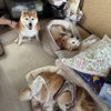 姉妹犬が虹の橋を渡りました。リンネちゃんと最後のお別れへ