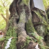 【おすすめ☆】日本屈指のパワースポット熱海の来宮神社✨