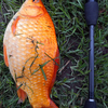 ■魚種>>009: ホンジーユウ（ Red crucian carp ）