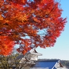 師走の金沢城公園「紅葉」