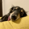 暑すぎです。